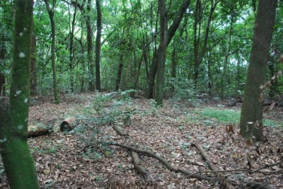 Bosque Santa Marta
